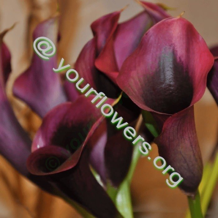 Blumen für Büro - Ihr Blumenladen vor Ort. Blumenstrauß aus frischen Blumen auf Bestellung geliefert – Jetzt kaufen